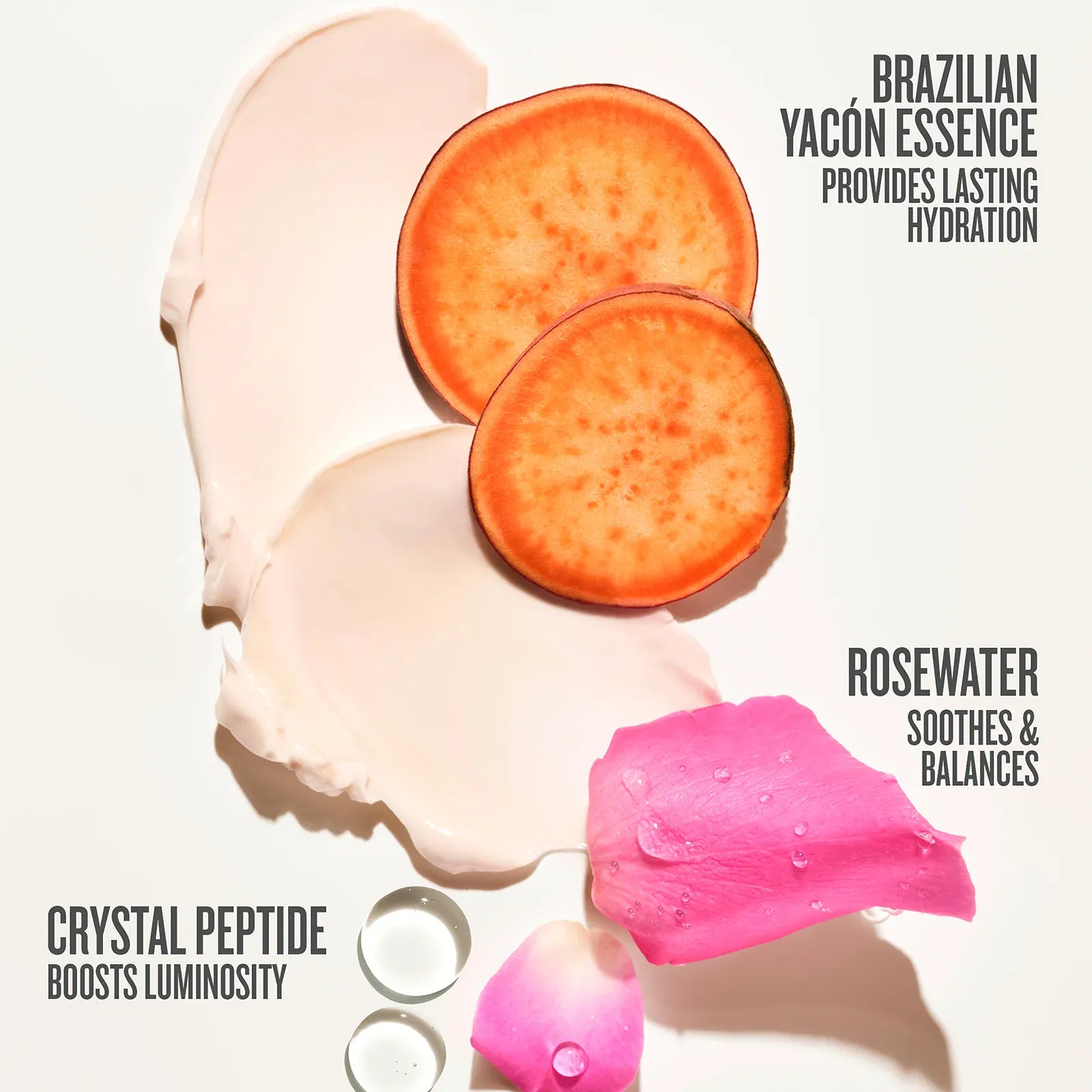 Rosa Charmosa™ Dewy Cream